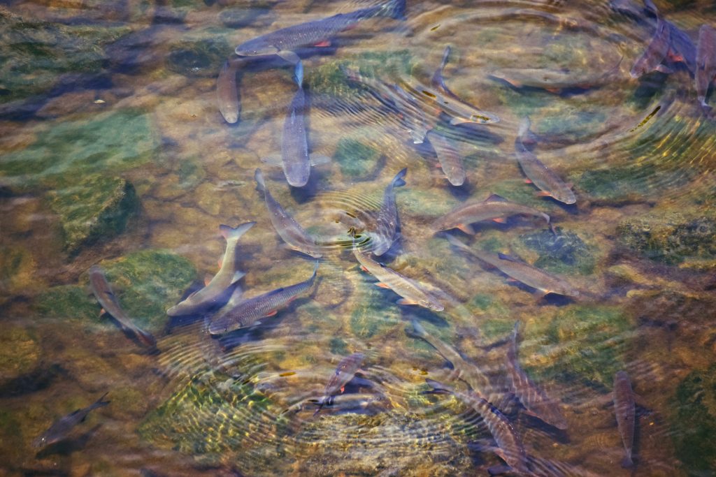 fish shoal pond
