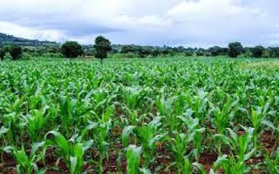065965cde6fbd7 5000 hectares agricultural farm with c of o mixed use land for sale rafi niger